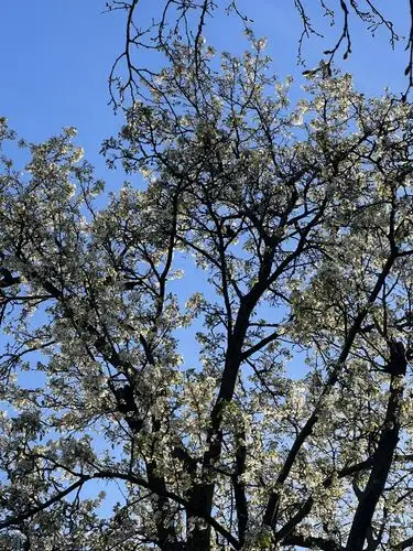 Spring's delicate beauty in full bloom.